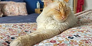 Lolo participe au concours pour gagner de l'argent avec cette photo : cat, fluffy, bed, bedspread, floral_pattern, stretching, relaxing, indoor, cozy, pillow, cream_color, sleeping, feline, whiskers, ears, fur, home, resting, comfort, domestic_animal