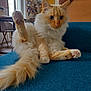 Lolo participe au concours pour gagner de l'argent avec cette photo : cat, fluffy, blue_eyes, cream_color, paw, couch, indoor, furniture, relaxed, pet, animal, tail, leg, home, curious, sitting, cozy, raised_leg, closeup, domestic_cat