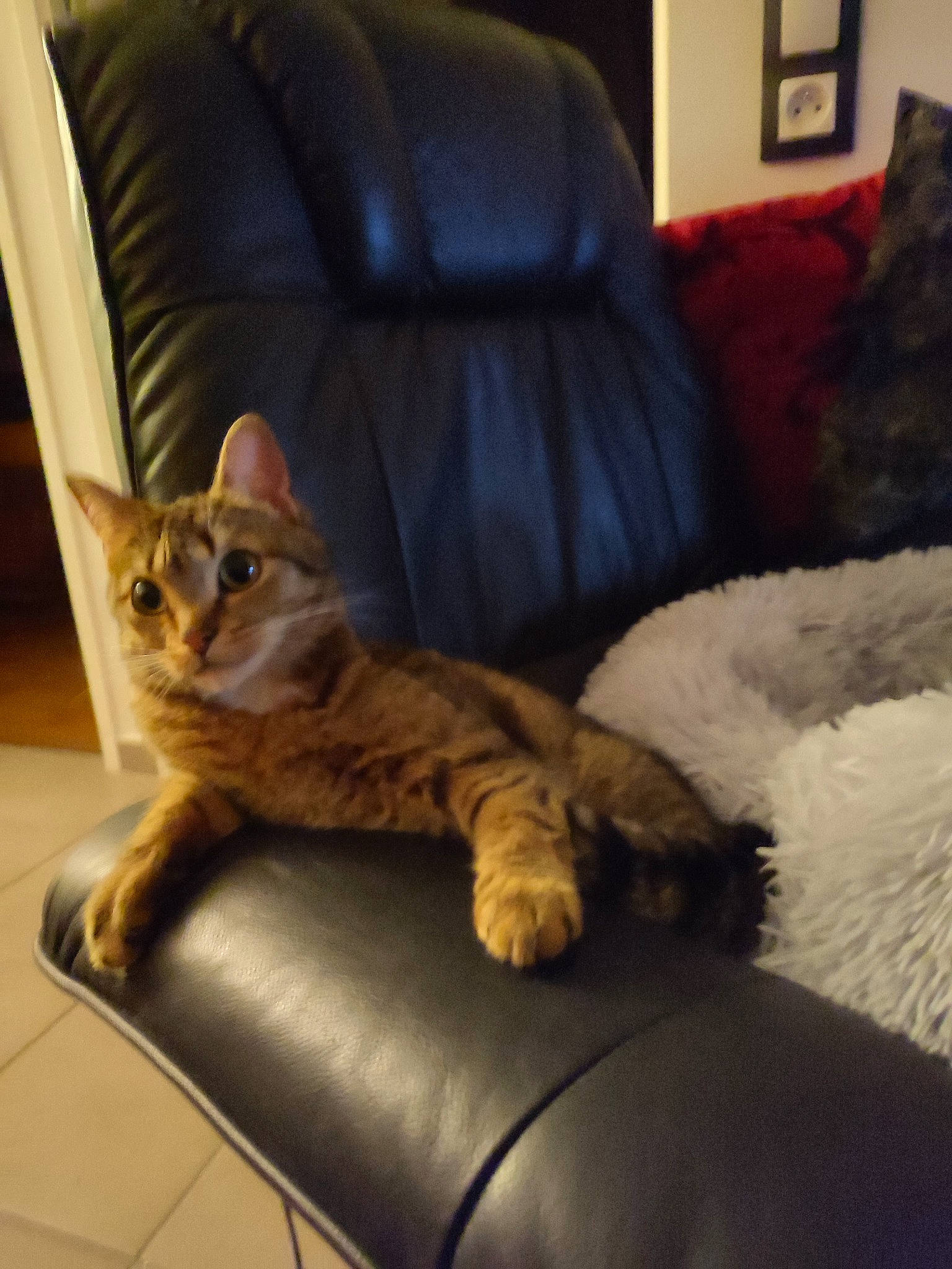 Roxanne a rejoint le concours — aidez-le/la à gagner de superbes lots ! carnivore, cat, comfort, couch, domestic_short_haired_cat, fawn, felidae, flooring, fur, furniture, hardwood, lamp, living_room, picture_frame, room, small_to_medium_sized_cats, snout, tail, whiskers, wood