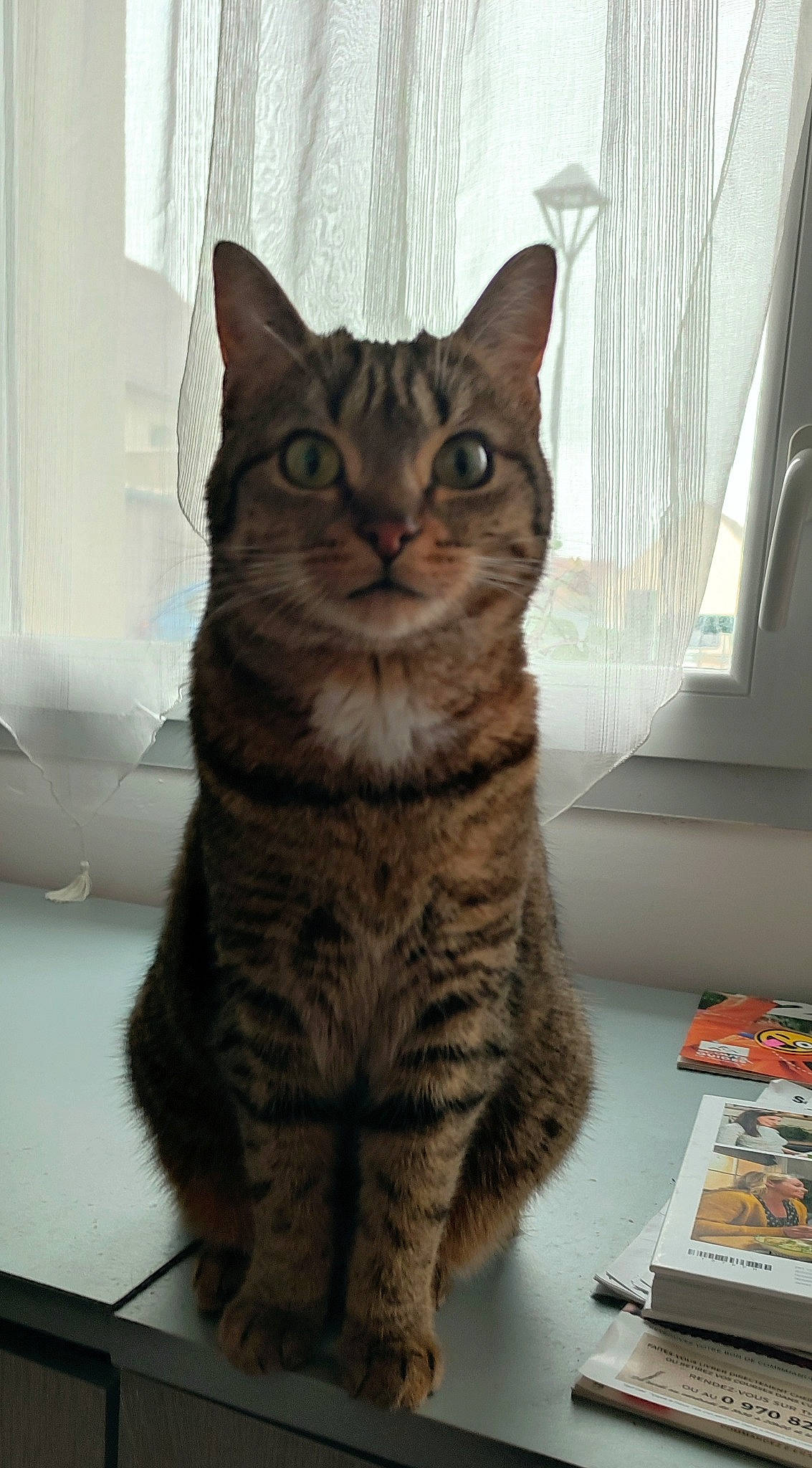 Roxanne participe au concours pour gagner de l'argent avec cette photo : carnivore, cat, comfort, curtain, domestic_short_haired_cat, door, felidae, fur, paw, small_to_medium_sized_cats, snout, tail, terrestrial_animal, whiskers, window