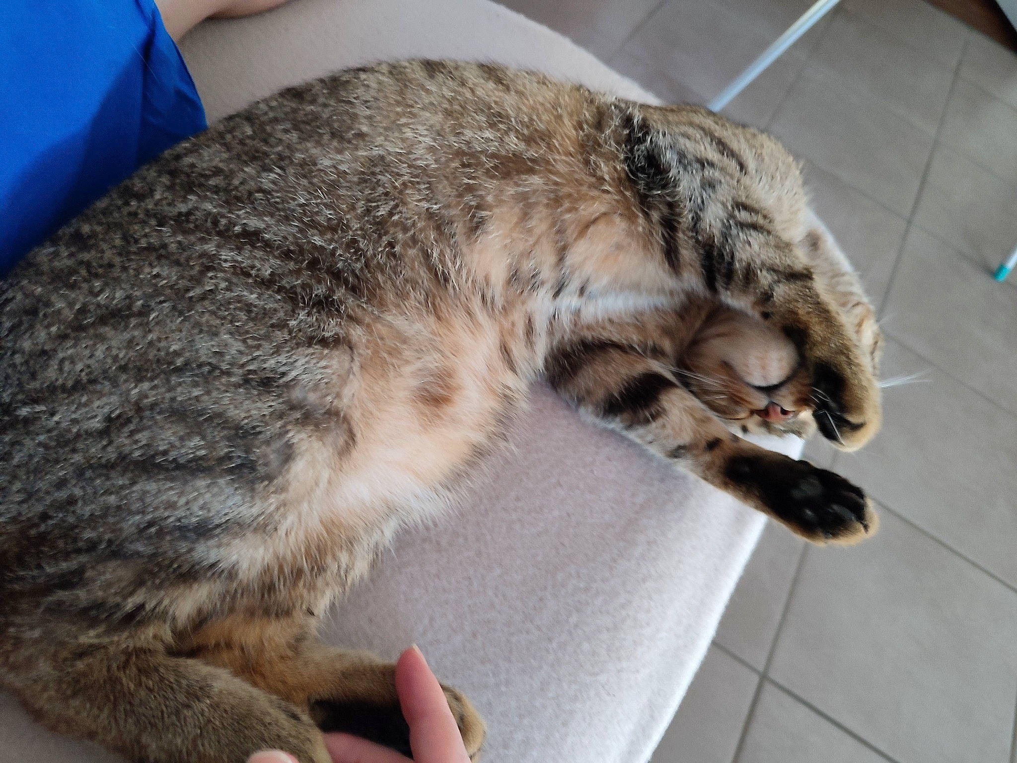 Roxanne participe au concours pour gagner de l'argent avec cette photo : carnivore, cat, claw, domestic_short_haired_cat, felidae, flooring, fur, paw, small_to_medium_sized_cats, snout, tail, terrestrial_animal, whiskers, wildlife