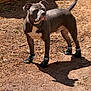 animal, boots, canine, closed_eyes, collar, daytime, dirt, dog, ear, gray_dog, ground, nature, outdoor, paw_print, pet, shadow, standing, sunlight, tail, wooden_fence