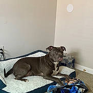 Sully is registered to the contest to win money with this photo: animal, bed, blanket, canine, carpet, corner, dog, domestic, ears, fur, household, indoor, paw, pet, plug, quiet, relaxed, resting, wall, water_bottles