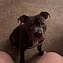 Sully is registered to the contest to win money with this photo: animal, brown, canine, carpet, companion, dog, domestic, ears, eyes, face, fur, indoor, knees, legs, looking_up, pet, pitbull, sitting, snout, white