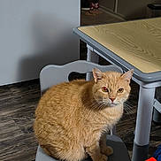 Jazpur is registered to the contest to win money with this photo: cat, chair, curious, domestic_animal, feline, flooring, fur, furniture, ginger_cat, gray, home, indoor, pet, reflection, shadow, sitting, table, whiskers, wood, wood_floor