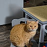 cat, chair, curious, domestic_animal, feline, flooring, fur, furniture, ginger_cat, gray, home, indoor, pet, reflection, shadow, sitting, table, whiskers, wood, wood_floor