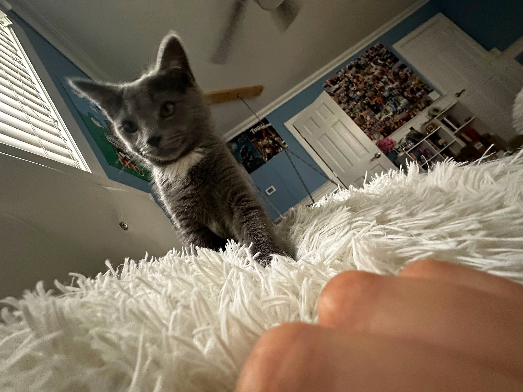 Gracie joined the competition — help win amazing prizes! carnivore, cat, claw, comfort, couch, domestic_short_haired_cat, fawn, felidae, fur, linens, mammal, nap, paw, room, small_to_medium_sized_cats, snout, tail, vertebrate, whiskers