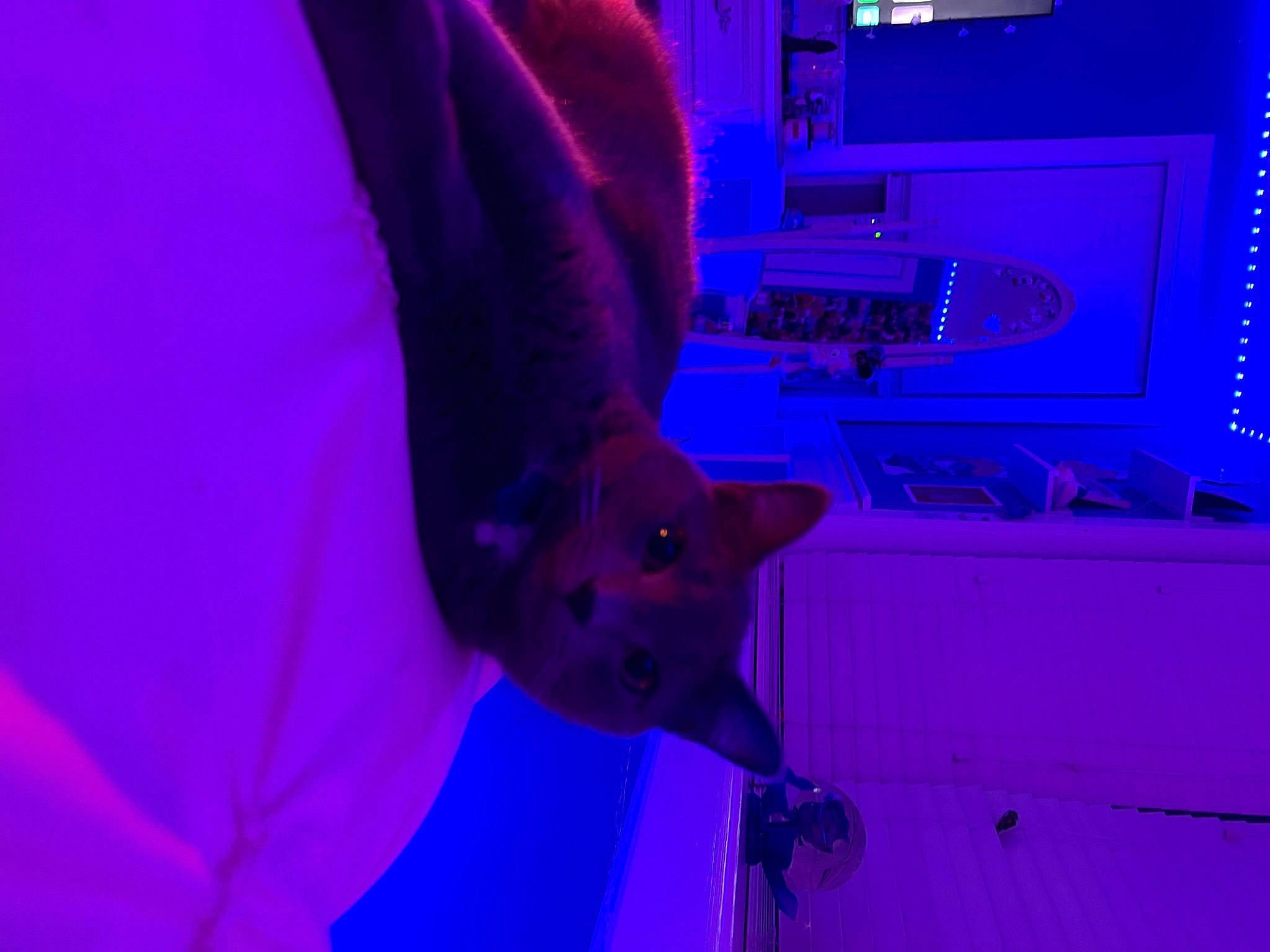 Gracie is registered to the contest to win money with this photo: animation, azure, blue, electric_blue, entertainment, event, felidae, fun, human_leg, magenta, musical_instrument, night, petal, purple, room, tail, violet, whiskers