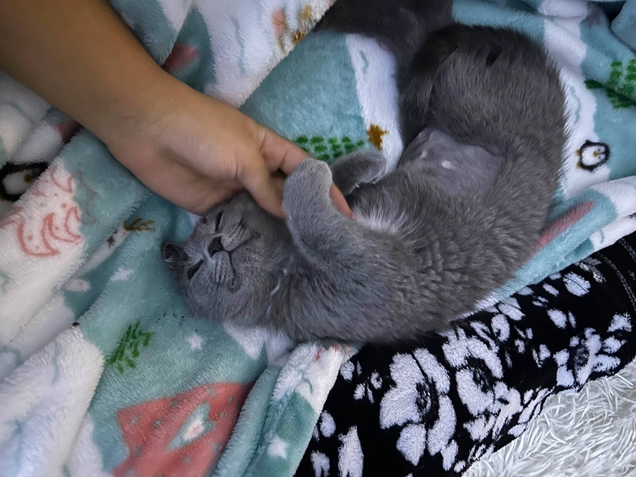 Gracie joined the competition — help win amazing prizes! carnivore, comfort, domestic_short_haired_cat, felidae, foot, fur, grey, human_leg, nail, pattern, paw, small_to_medium_sized_cats, terrestrial_animal, whiskers, wrist