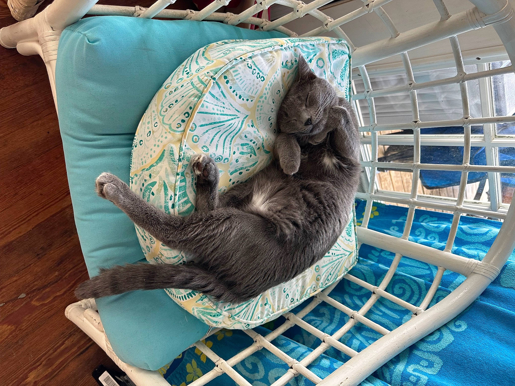 Gracie is registered to the contest to win money with this photo: animal_shelter, aqua, azure, blue, cage, carnivore, cat, cat_supply, comfort, domestic_short_haired_cat, felidae, flooring, leisure, linens, naval_architecture, pet_supply, recreation, small_to_medium_sized_cats, whiskers, wood