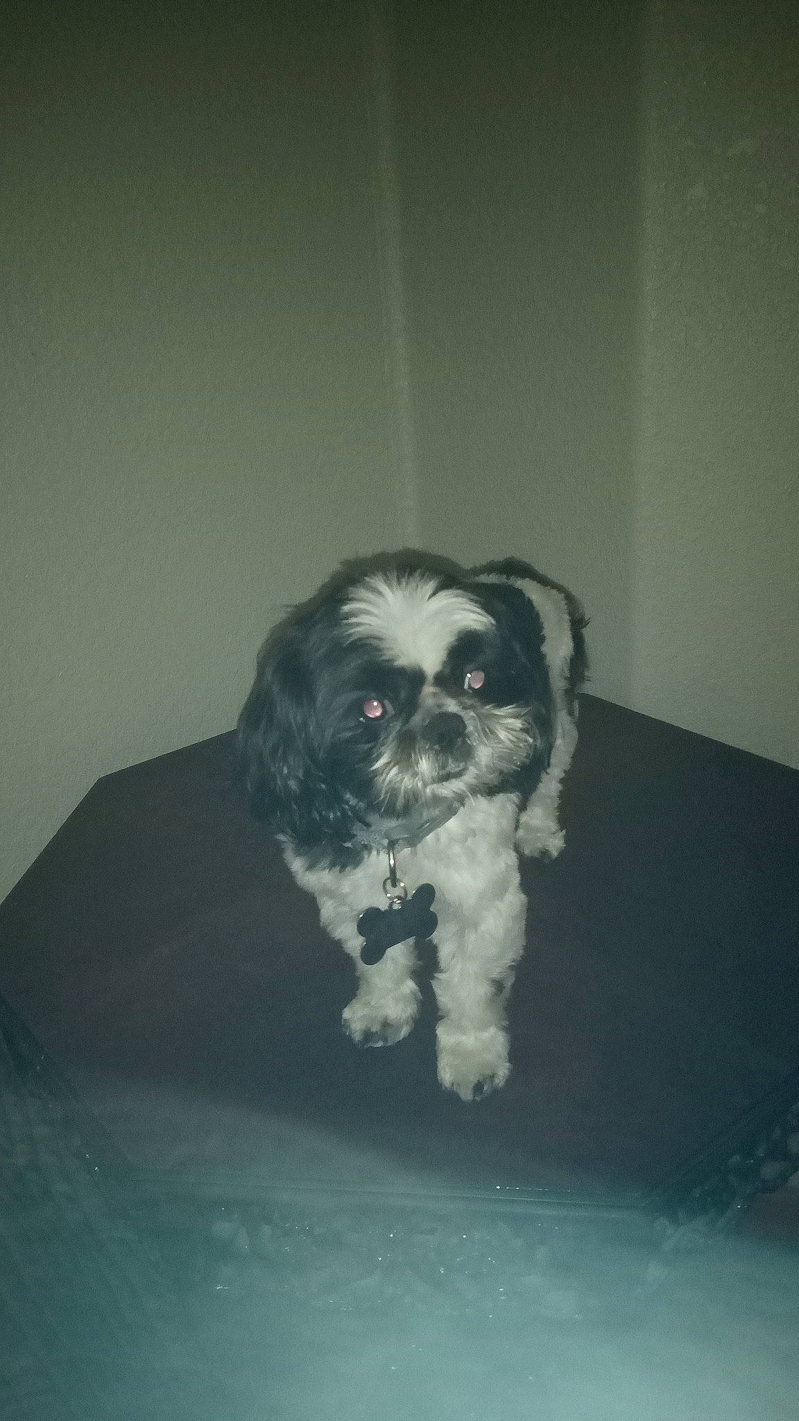 Gizmo joined the competition — help win amazing prizes! bored, canidae, carnivore, companion_dog, darkness, dog, dog_breed, eye, fur, gun_dog, hair, head, non_sporting_group, puppy, snout, spaniel, sporting_group, toy_dog, whiskers, working_animal