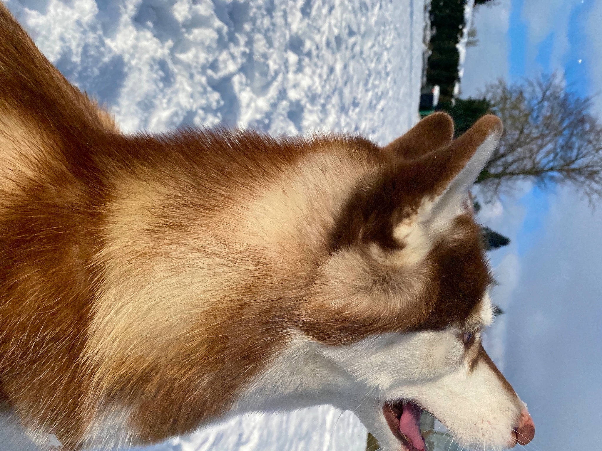 Phara participe au concours pour gagner de l'argent avec cette photo : canidae, carnivore, collar, companion_dog, dog, dog_breed, fang, fawn, fur, siberian_husky, sky, sled_dog, snout, snow, sporting_group, tail, tree, whiskers, wolf, working_animal