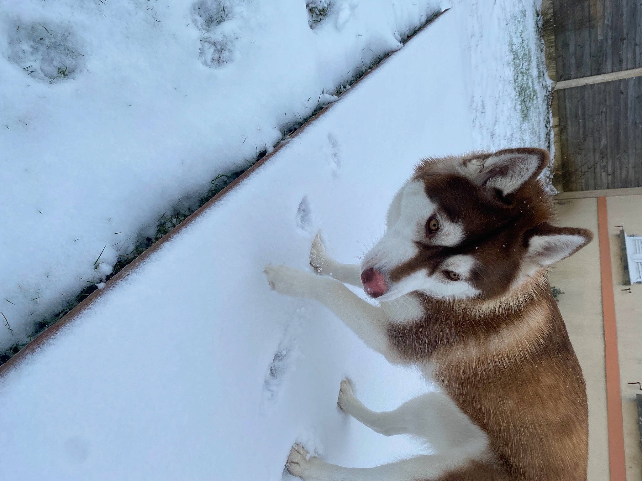 Phara a rejoint le concours — aidez-le/la à gagner de superbes lots ! art, carnivore, dog_breed, eye, fawn, felidae, freezing, fur, head, jaw, siberian_husky, sled_dog, small_to_medium_sized_cats, snout, snow, tail, terrestrial_animal, whiskers, window, wolf