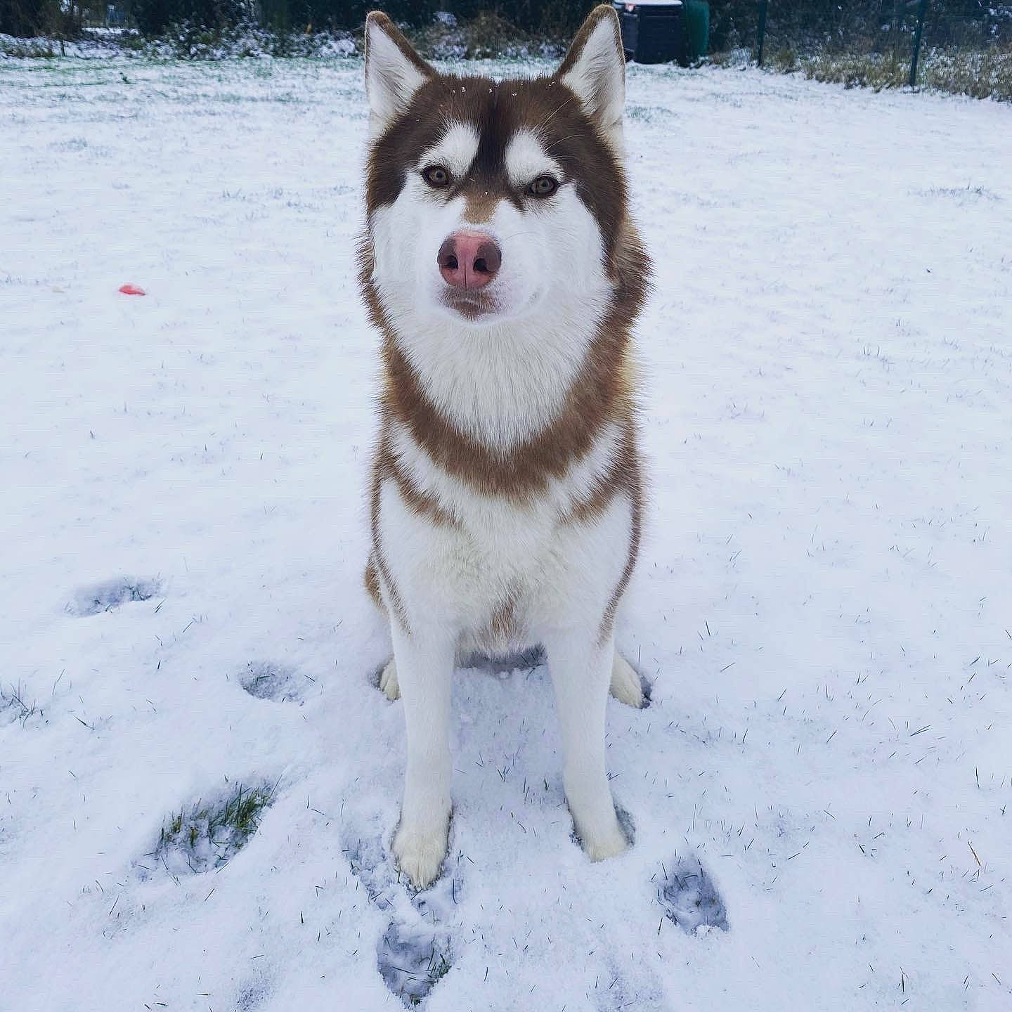 Phara participe au concours pour gagner de l'argent avec cette photo : ancient_dog_breeds, canidae, canis, carnivore, companion_dog, dog, dog_breed, freezing, fur, non_sporting_group, siberian_husky, sled_dog, snow, sporting_group, tail, terrestrial_animal, winter, wolf, working_animal, working_dog