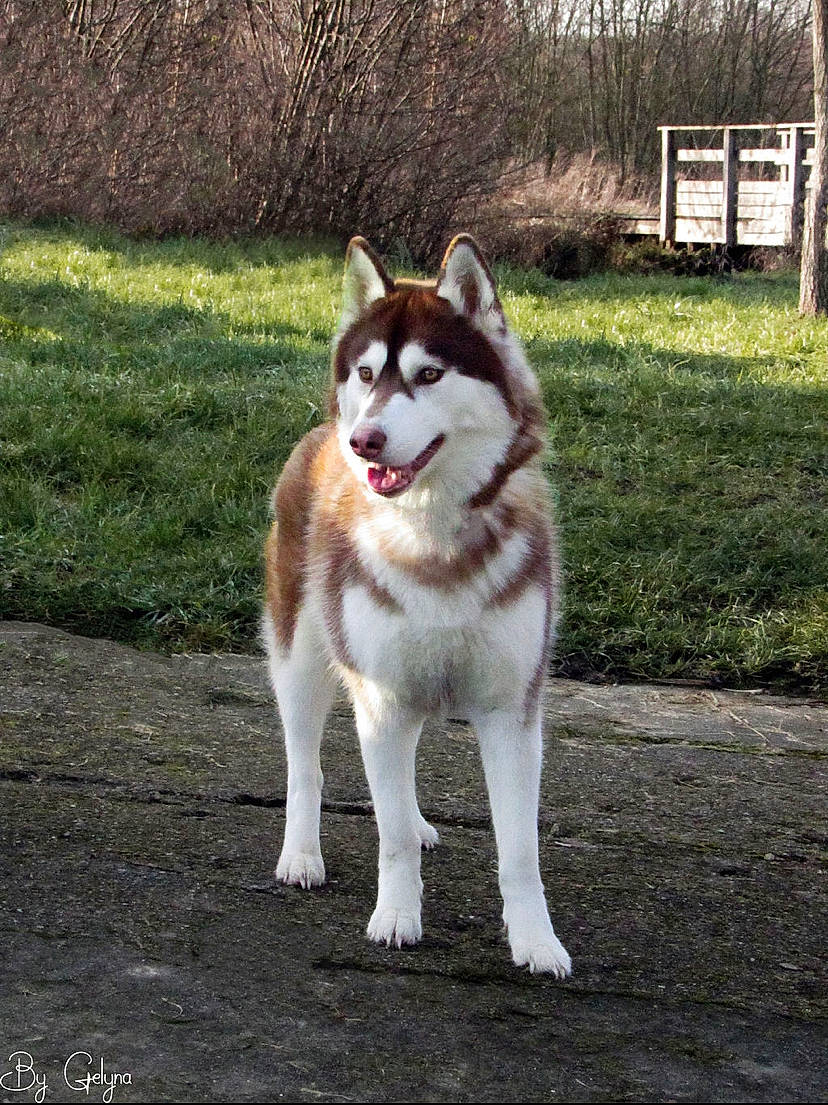 Phara a rejoint le concours — aidez-le/la à gagner de superbes lots ! ancient_dog_breeds, balance, canidae, carnivore, companion_dog, dog, dog_breed, fawn, grass, non_sporting_group, plant, sled_dog, snout, sporting_group, tail, terrestrial_animal, tree, wildlife, working_animal, working_dog