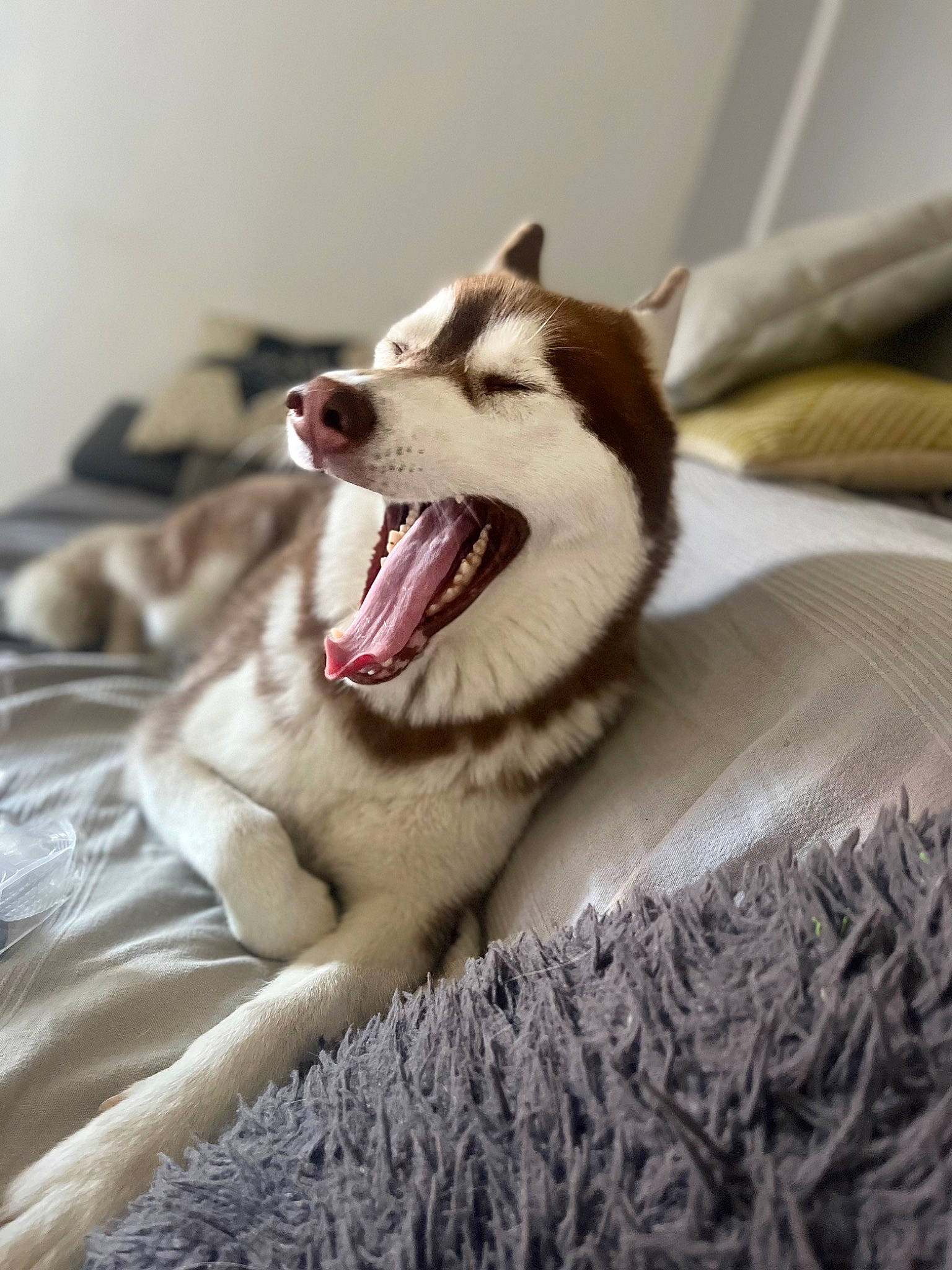 Phara participe au concours pour gagner de l'argent avec cette photo : carnivore, comfort, companion_dog, dog, dog_breed, fang, felidae, foot, fur, jaw, paw, siberian_husky, sled_dog, small_to_medium_sized_cats, smile, snout, terrestrial_animal, whiskers, working_animal, yawn