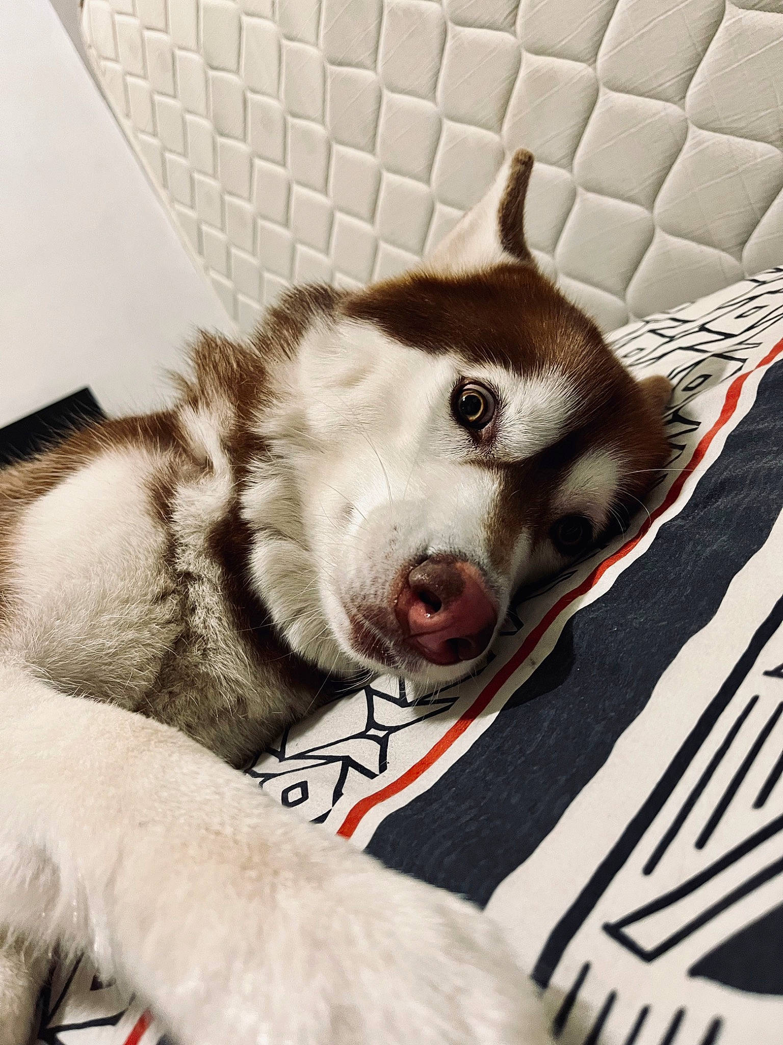 Phara participe au concours pour gagner de l'argent avec cette photo : carnivore, comfort, companion_dog, dog, dog_breed, dog_supply, fang, fawn, felidae, fur, grey, paw, sled_dog, small_to_medium_sized_cats, snout, sporting_group, terrestrial_animal, whiskers, working_animal, yawn