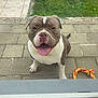 dog, pet, outdoor, happy, smiling, tongue_out, toy, grass, patio, door, animal, playful, canine, brown_and_white, friendly, cute, summer, leisure, companion, waiting
