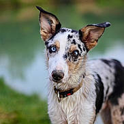Drax participe au concours pour gagner de l'argent avec cette photo : dog, animal, outdoor, water, pond, grass, nature, wet_fur, heterochromia, blue_eye, brown_eye, ears, collar, pet, mammal, canine, portrait, close_up, alert, background_blur