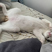 Cookie joined the competition — help win amazing prizes! cat, white_cat, lying_down, bed, blanket, paws, stretching, relaxed, indoor, feline, pet, cute, fur, sleepy, cozy, resting, animal, whiskers, face, tail