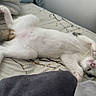 cat, white_cat, lying_down, bed, blanket, paws, stretching, relaxed, indoor, feline, pet, cute, fur, sleepy, cozy, resting, animal, whiskers, face, tail