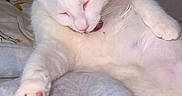 Cookie is registered to the contest to win money with this photo: animal, bed, blanket, brown_patch, cat, closeup, comfort, cozy, cute, feline, fur, indoor, paw, pet, relaxed, resting, sleeping, soft, whiskers, white_cat