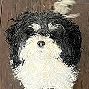Abby is registered to the contest to win money with this photo: dog, small_dog, puppy, black_and_white, curly_fur, hardwood_floor, looking_up, pet, adorable, indoor, portrait, nose, eyes, tail, paws, floorboard, close_up, standing, domestic_pet, companion