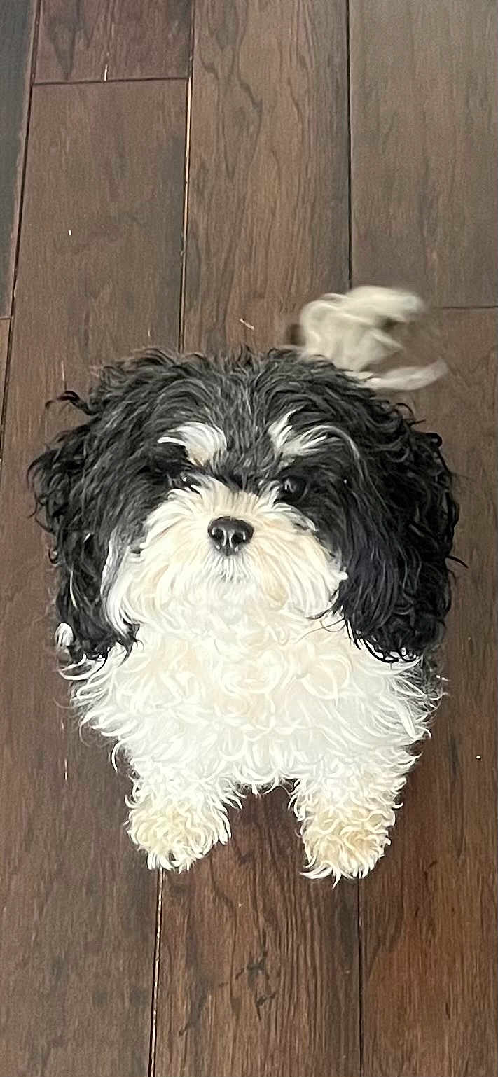 Abby is registered to the contest to win money with this photo: dog, small_dog, puppy, black_and_white, curly_fur, hardwood_floor, looking_up, pet, adorable, indoor, portrait, nose, eyes, tail, paws, floorboard, close_up, standing, domestic_pet, companion