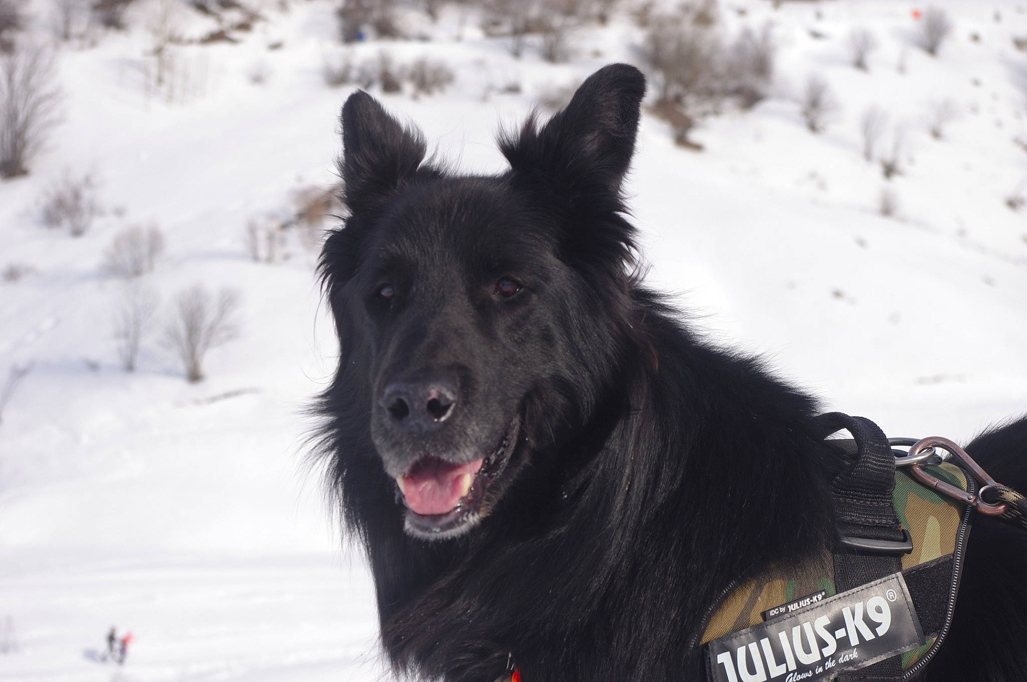 Dali a rejoint le concours — aidez-le/la à gagner de superbes lots ! belgian_shepherd, black_norwegian_elkhound, bohemian_shepherd, canidae, carnivore, croatian_sheepdog, dog, dog_breed, groenendael, herding_dog, mammal, mudi, old_german_shepherd_dog, rare_breed_dog, shiloh_shepherd_dog, snow, sporting_group, tervuren, vertebrate, working_dog