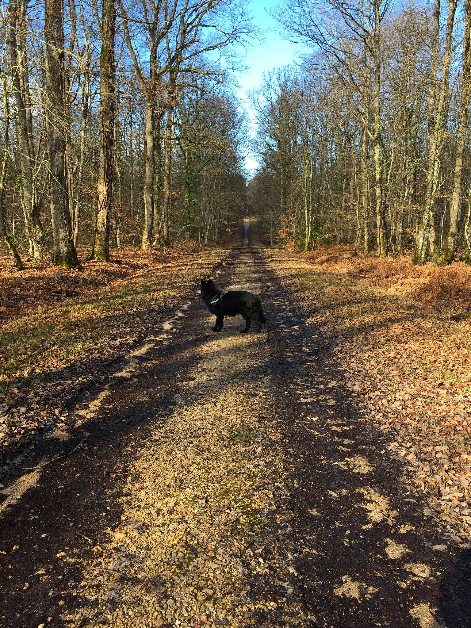 Dali participe au concours pour gagner de l'argent avec cette photo : autumn, biome, canidae, forest, leaf, natural_environment, northern_hardwood_forest, path, plant, shadow, sporting_group, state_park, sunlight, temperate_coniferous_forest, thoroughfare, trail, tree, wood, woodland, woody_plant