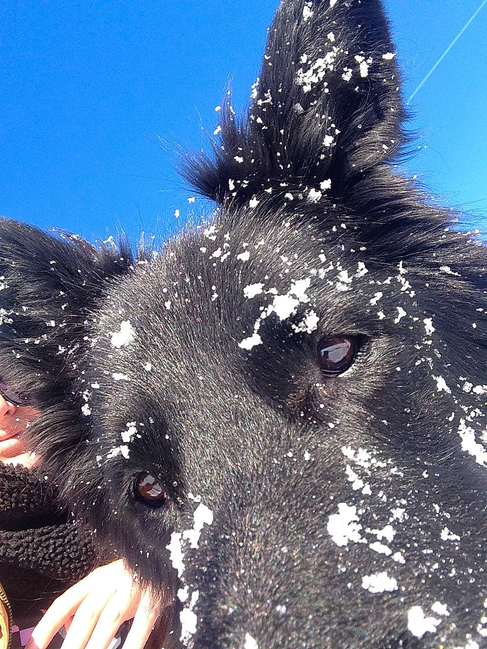 Dali participe au concours pour gagner de l'argent avec cette photo : canidae, plant, sky, snout, snow, sporting_group, tree, winter
