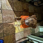 Snoopy is registered to the contest to win money with this photo: art, concrete, cooking, cooktop, facade, flooring, gas, gas_stove, home_appliance, kitchen, kitchen_appliance, kitchen_stove, machine, major_appliance, metal, sculpture, statue, stove, visual_arts, wood