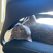 Ulyssa a rejoint le concours — aidez-le/la à gagner de superbes lots ! cat, gray_cat, chair, office_chair, mesh_chair, indoor, window, pet, animal, feline, upside_down, relaxed, curious, orange_eyes, black_chair, daylight, home, resting, paw, fur