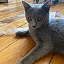 Ulyssa participe au concours pour gagner de l'argent avec cette photo : cat, gray_cat, pet, indoor, wooden_floor, cardboard_box, office_chair, curious, animal, feline, floor, domestic_cat, whiskers, ears, paws, relaxed, home, cute, young_cat, orange_eyes