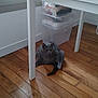 Ulyssa a rejoint le concours — aidez-le/la à gagner de superbes lots ! cat, gray_cat, wooden_floor, table, plastic_storage_box, cardboard_box, window, indoor, furniture, curious, pet, floor, light, shadow, domestic, animal, home, relaxed, sitting, quiet