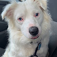 Ozzie joined the competition — help win amazing prizes! animal, blue_eyes, canine, car_seat, close_up, companion, cute, dog, domestic_animal, fluffy, friendly, fur, inside_car, leash, looking, pet, portrait, sitting, white_dog, young_dog