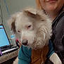 Ozzie is registered to the contest to win money with this photo: dog, person, indoor, computer, water_bottle, headband, piercing, smile, furry, clothing, lap, desk, cable, monitor, casual, brown, teal, white, pet, portrait