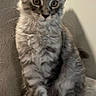 Alaska a rejoint le concours — aidez-le/la à gagner de superbes lots ! cat, kitten, feline, pet, tabby, gray, striped, fur, whiskers, ears, paws, sitting, indoors, blanket, cozy, cute, young, animal, portrait, domestic