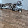 cat, tabby_cat, feline, pet, domestic_animal, indoor, wooden_floor, resting, alert, fur, whiskers, ears, eyes, animal, mammal, cute, lying_down, side_view, house, quiet