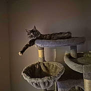 Alaska a rejoint le concours — aidez-le/la à gagner de superbes lots ! cat, cat_tree, pet, feline, indoor, relaxed, paw, fur, animal, resting, platform, scratching_post, cozy, home, quiet, lazy, brown, gray, soft, comfortable