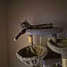 cat, cat_tree, pet, feline, indoor, relaxed, paw, fur, animal, resting, platform, scratching_post, cozy, home, quiet, lazy, brown, gray, soft, comfortable