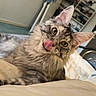 Alaska participe au concours pour gagner de l'argent avec cette photo : cat, tabby, tongue_out, bed, bedding, indoor, furniture, feline, pet, playful, cozy, fur, ears, whiskers, home, relaxed, cute, animal, mammal, resting