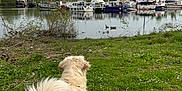 Max participe au concours pour gagner de l'argent avec cette photo : dog, golden_retriever, grass, lake, boats, water, ducks, trees, nature, outdoor, sky, animal, pet, canine, marina, greenery, peaceful, summer, daytime, back_view