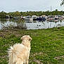 dog, golden_retriever, grass, lake, boats, water, ducks, trees, nature, outdoor, sky, animal, pet, canine, marina, greenery, peaceful, summer, daytime, back_view