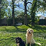 Max participe au concours pour gagner de l'argent avec cette photo : dog, golden_retriever, black_dog, grass, flowers, trees, sunlight, shadow, outdoor, nature, park, pet, animal, spring, blue_sky, car, gate, greenery, daytime, happy