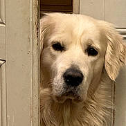 Max a rejoint le concours — aidez-le/la à gagner de superbes lots ! dog, golden_retriever, pet, animal, face, fur, door, wood, curious, closeup, indoors, portrait, canine, mammal, looking, fluffy, friendly, companion, waiting, house