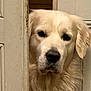 dog, golden_retriever, pet, animal, face, fur, door, wood, curious, closeup, indoors, portrait, canine, mammal, looking, fluffy, friendly, companion, waiting, house