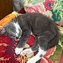 animal, cat, cozy, cushion, cute, domestic_cat, feline, floral_pattern, fluffy, gray_fur, indoor, kitten, nap, pet, relaxing, resting, sleeping, soft, white_paws, young_cat
