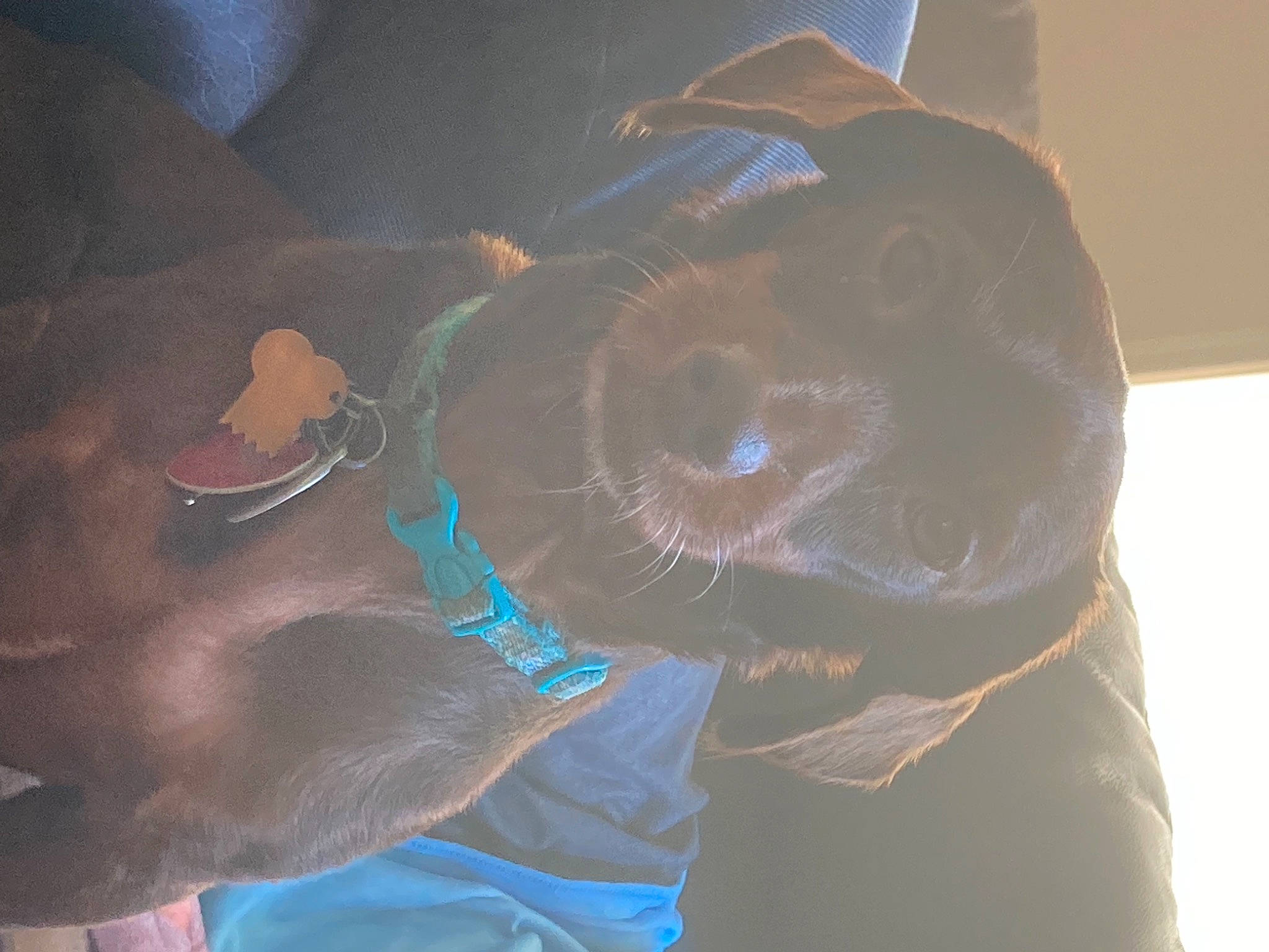 Pepper is registered to the contest to win money with this photo: baseball_cap, carnivore, companion_dog, dog, dog_breed, electric_blue, fawn, fur, guard_dog, hat, liver, mammal, personal_protective_equipment, retriever, snout, sporting_group, sunglasses, vertebrate, whiskers, working_animal