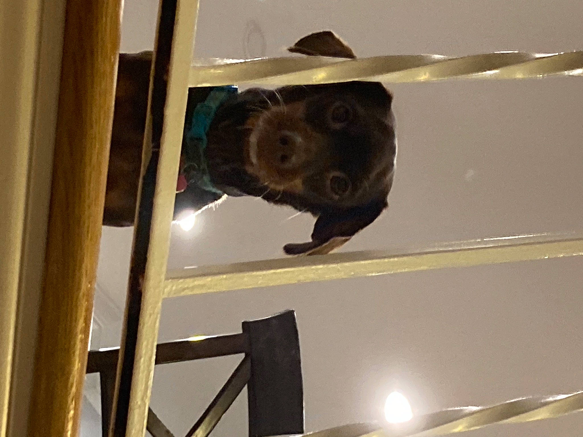 Pepper is registered to the contest to win money with this photo: beam, canidae, carnivore, ceiling, dog, dog_breed, fawn, glass, light_fixture, liver, metal, room, snout, sporting_group, terrestrial_animal, tints_and_shades, vehicle_door, wood, working_animal